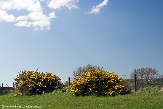 There is a lot of Gorse along the footpath.