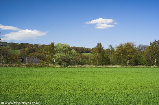 Looking across fields to the former Newcastle to Wylam South Railway.