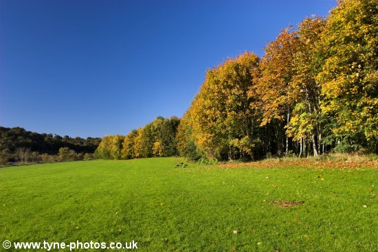 Golden Autumn colours.