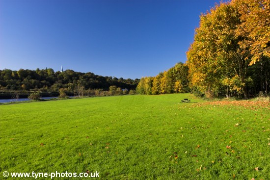 Golden Autumn colours.