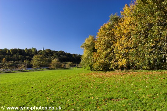 Golden Autumn colours.