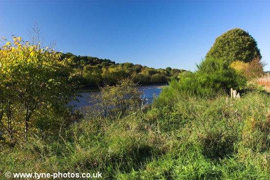 View of the River Tyne from the footpath to Wylam.