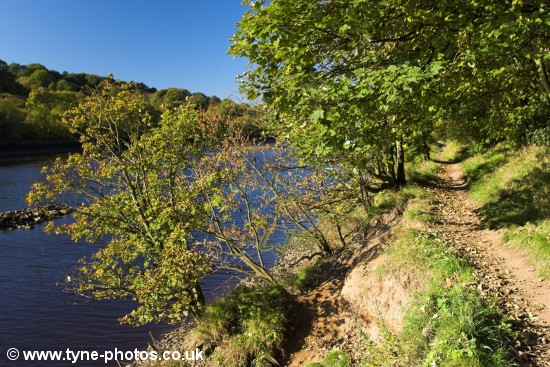View of the River Tyne from the footpath to Wylam.