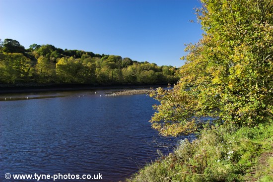 View of the River Tyne from the footpath to Wylam.