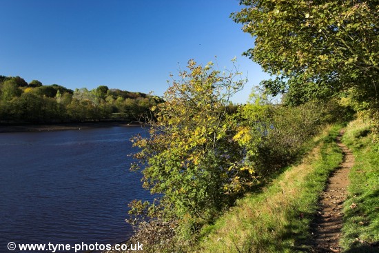 View of the River Tyne from the footpath to Wylam.