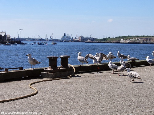 Gulls waiting for a meal of fish and chips!