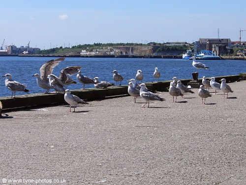 Gulls waiting for a meal of fish and chips!
