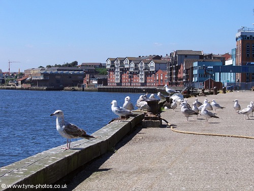 Gulls waiting for a meal of fish and chips!