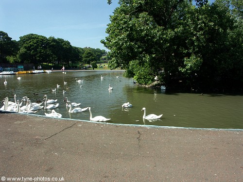 Swans gathering for a feed.
