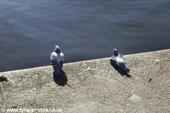 Pigeons enjoying the sunshine.