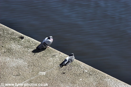 Pigeons enjoying the sunshine.